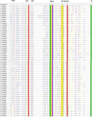Genome-wide identification, comprehensive characterization of transcription factors, cis-regulatory elements, protein homology, and protein interaction network of DREB gene family in Solanum lycopersicum
